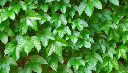 爬山虎一年长几米？快来看看它的生长速度有多惊人！