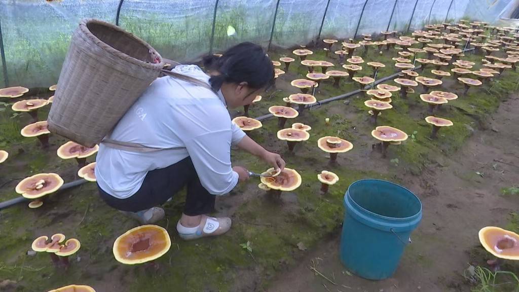 中国黄金第一矿的绿色与新生