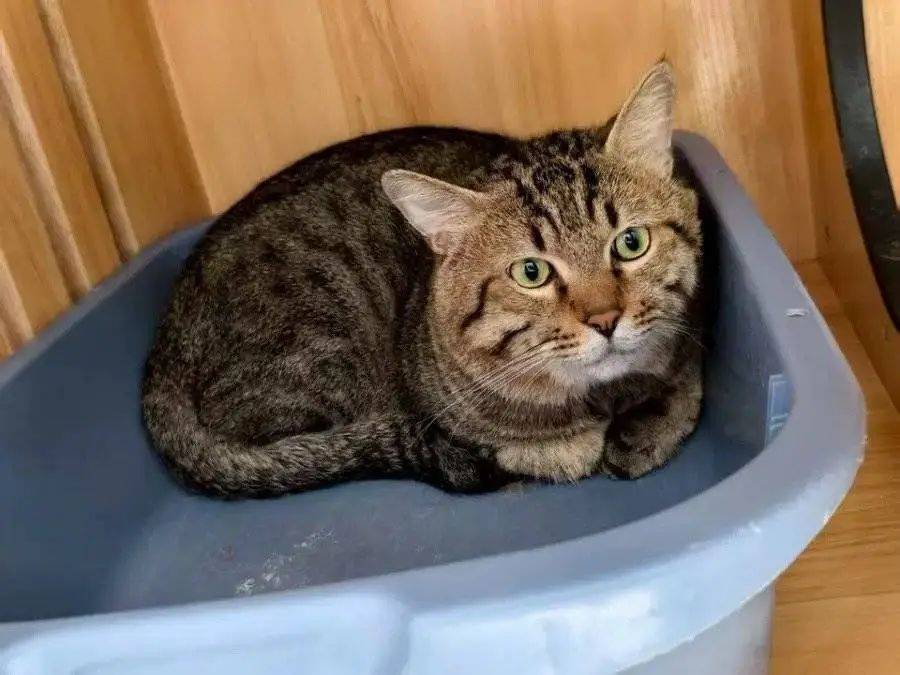 起拍价500元，法拍狸花猫吸引超500人竞拍！有人愿出8000元拍下