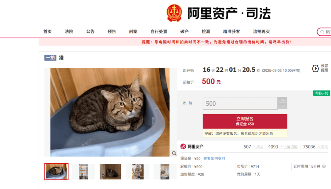 起拍价500元，法拍狸花猫吸引超500人竞拍！有人愿出8000元拍下