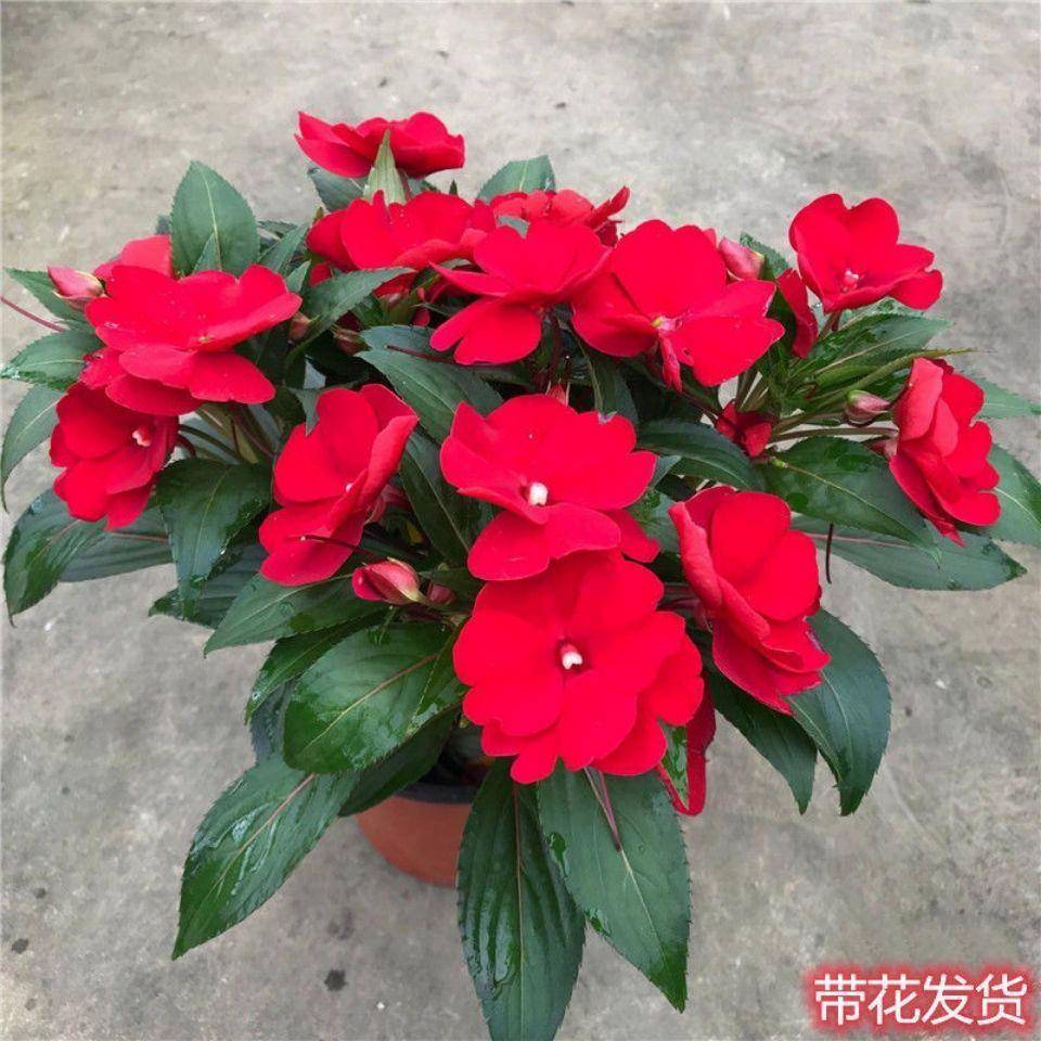 凤仙花是一年生还是多年生？答案来了，快来看看吧！