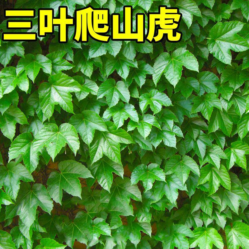 爬山虎一年长几米？快来看看它的生长速度有多惊人！